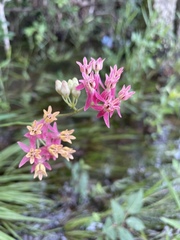 Asclepias lanceolata × rubra
