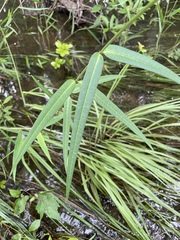 Asclepias lanceolata × rubra