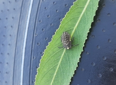 Chrysomela vigintipunctata