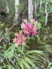 Asclepias lanceolata × rubra