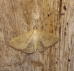 Anania fuscalis