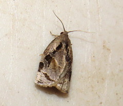 Archips grisea