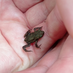 Bufo bufo