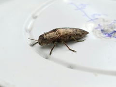 Dicerca lurida