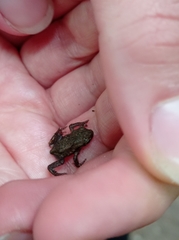 Bufo bufo