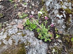 Antennaria dioica