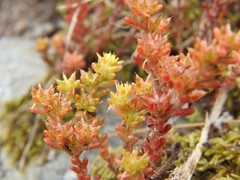 Sedum annuum