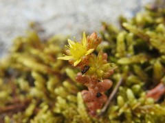 Sedum annuum