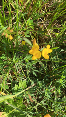 Lotus corniculatus