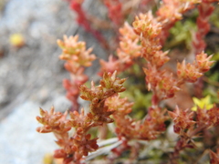 Sedum annuum