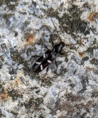 Rusticoclytus