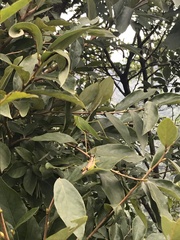 Insecta