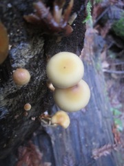 Hypholoma capnoides image