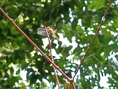 Crocothemis servilia
