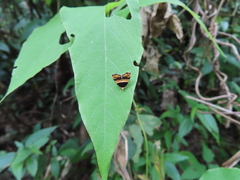 Choreutis xanthogramma