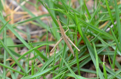 Acrida cinerea
