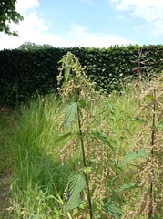 Urtica dioica