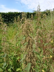 Urtica dioica