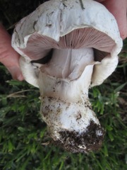 Agaricus