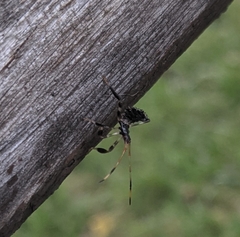 Acanthocephala terminalis