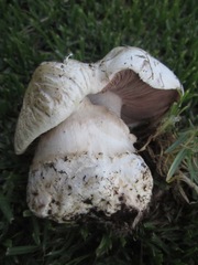 Agaricus