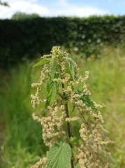 Urtica dioica