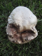 Agaricus