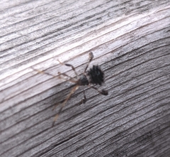 Acanthocephala terminalis