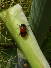 Clytra laeviuscula