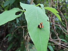 Choreutis xanthogramma