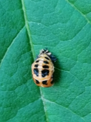 Harmonia axyridis