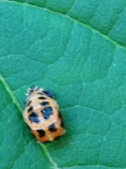 Harmonia axyridis