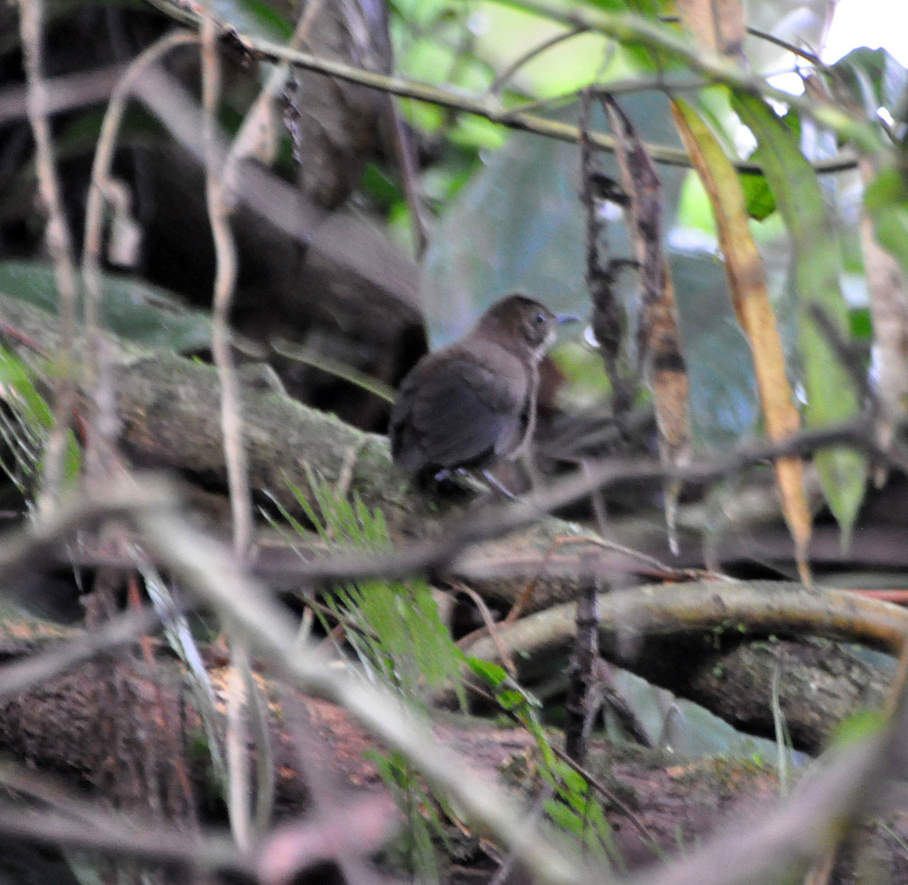 Northern Nightingale-wren