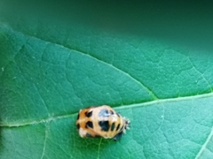 Harmonia axyridis