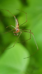 Tetragnatha