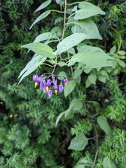 Solanum dulcamara