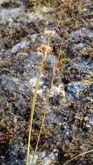 Juncus himalensis