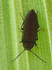 Ctenicera
