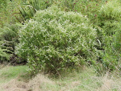 Veronica stricta stricta