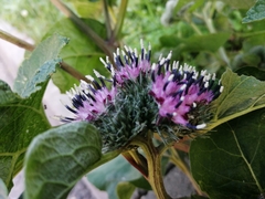 Arctium tomentosum