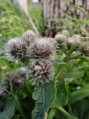 Arctium tomentosum