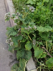 Arctium tomentosum