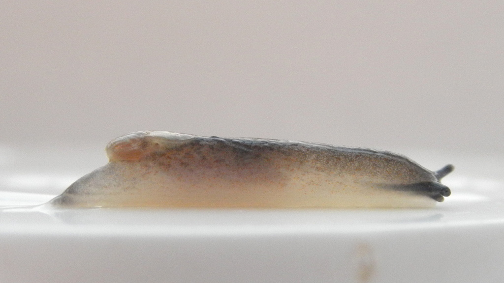Daudebardia rufa