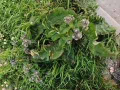 Arctium tomentosum