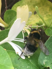 Bombus ruderatus