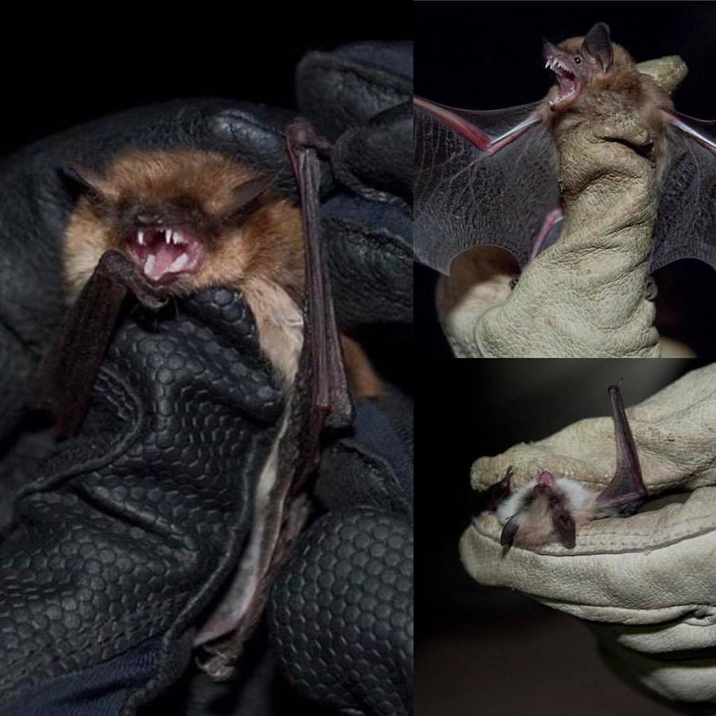 Myotis velifer velifer