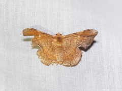 Fascellina castanea