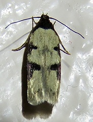 Taygete decemmaculella