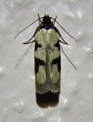 Taygete decemmaculella