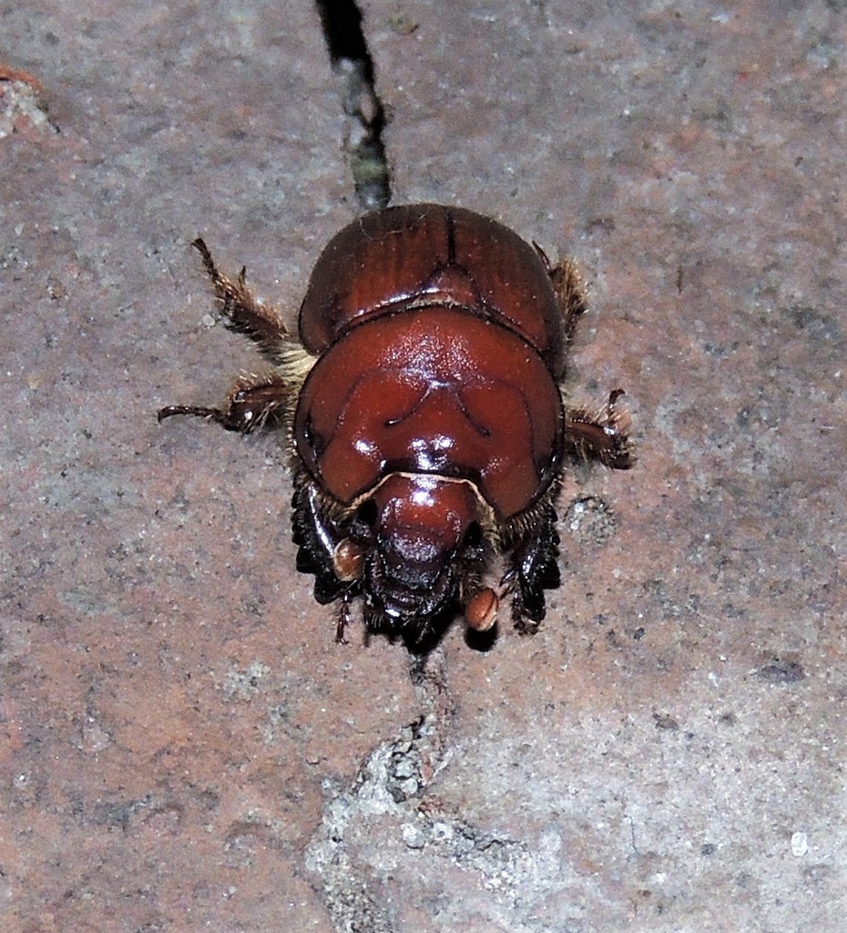 Pereirabolbus tucumanensis